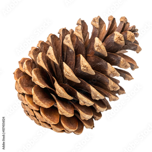 pine cone isolated on white photo