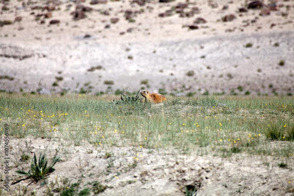 Marmot among the mountains along the Bartang Valley in the Gorno-Badakhshan region in Tajikistan Marmot among the mountains along the Bartang Valley in the Gorno-Badakhshan region in Tajikistan