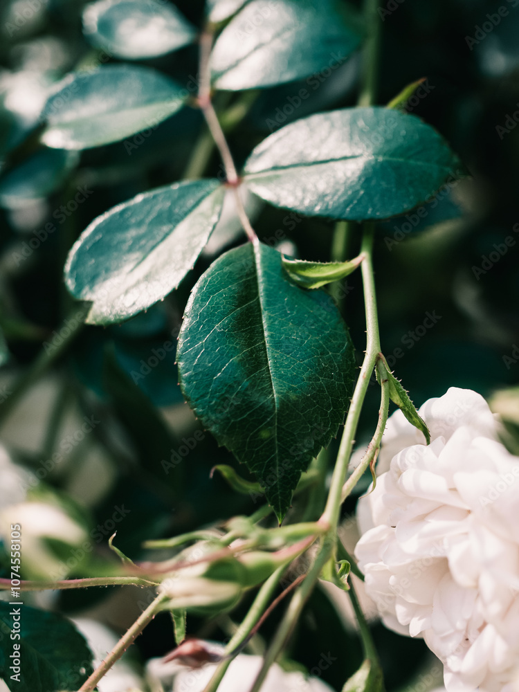 Plant leaves Plant leaves