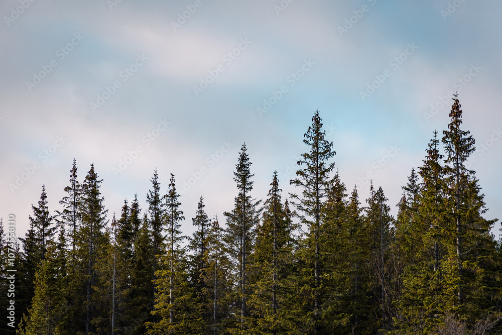 trees trees