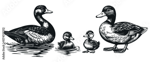 Duck cute ducklings and drake. Swiminning in water staying. Duck family. Farm and wild migratory bird. Mallard hunt concept. Silhouette linocut black and white style. Isolated vector on white