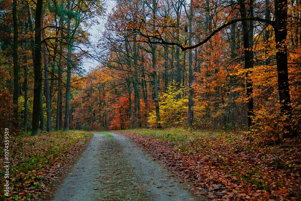 Obraz premium Polish golden autumn. Polska złota jesień.