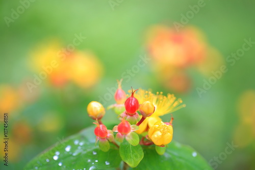 Crimson Fruit of the Auspicious Rain