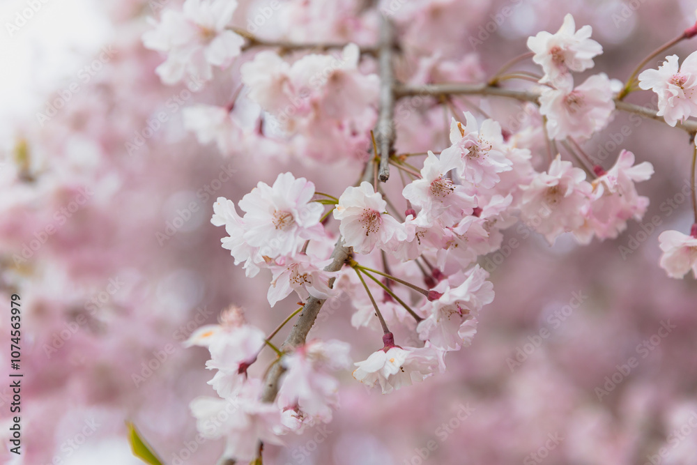 a beautiful full bloom of cherry flowers, with delicate and airy petals swaying gently in the breeze,national flower of Japan, elegant pink petals, pink background a beautiful full bloom of cherry flowers, with delicate and airy petals swaying gently in the breeze,national flower of Japan, elegant pink petals, pink background