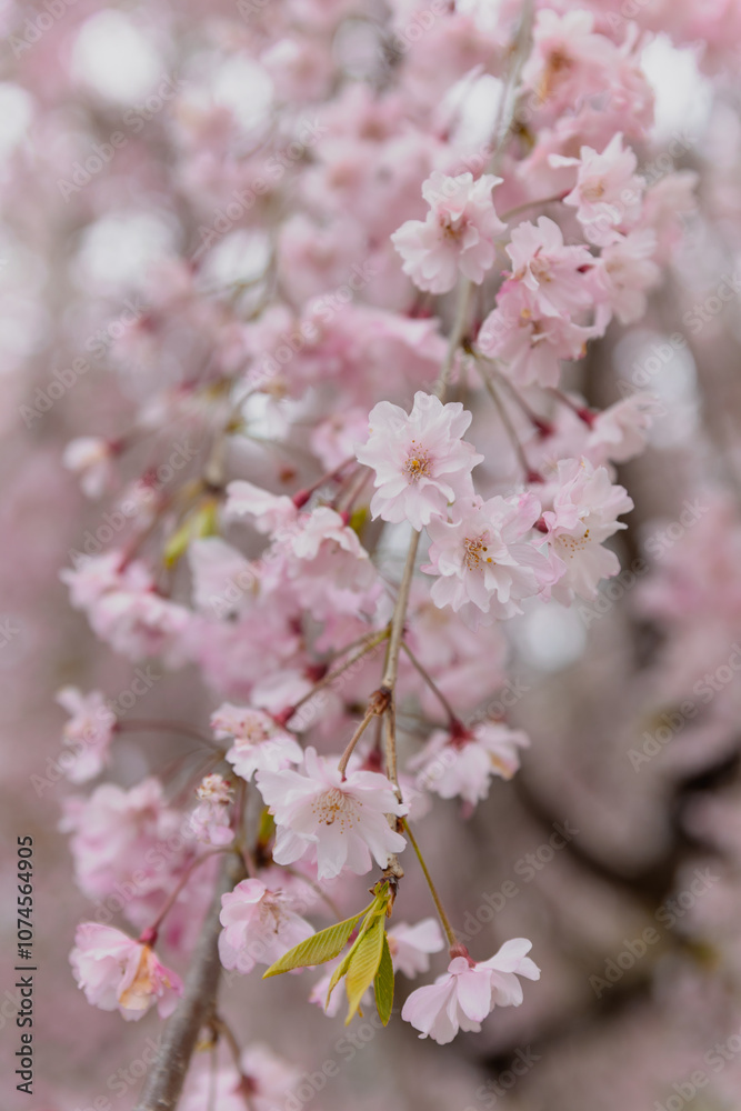 a beautiful full bloom of cherry flowers, with delicate and airy petals swaying gently in the breeze,national flower of Japan, elegant pink petals a beautiful full bloom of cherry flowers, with delicate and airy petals swaying gently in the breeze,national flower of Japan, elegant pink petals