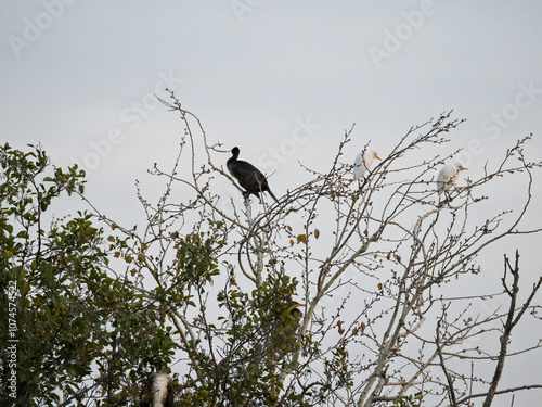 cormorant in lago di porta massa tuscany photo