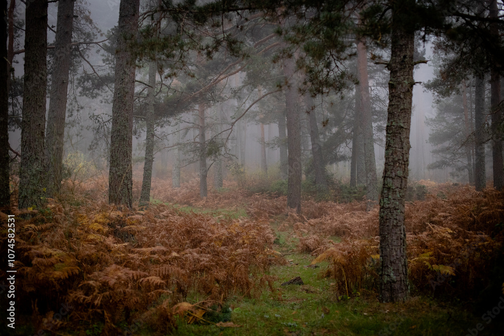 Obraz premium morning in the forest