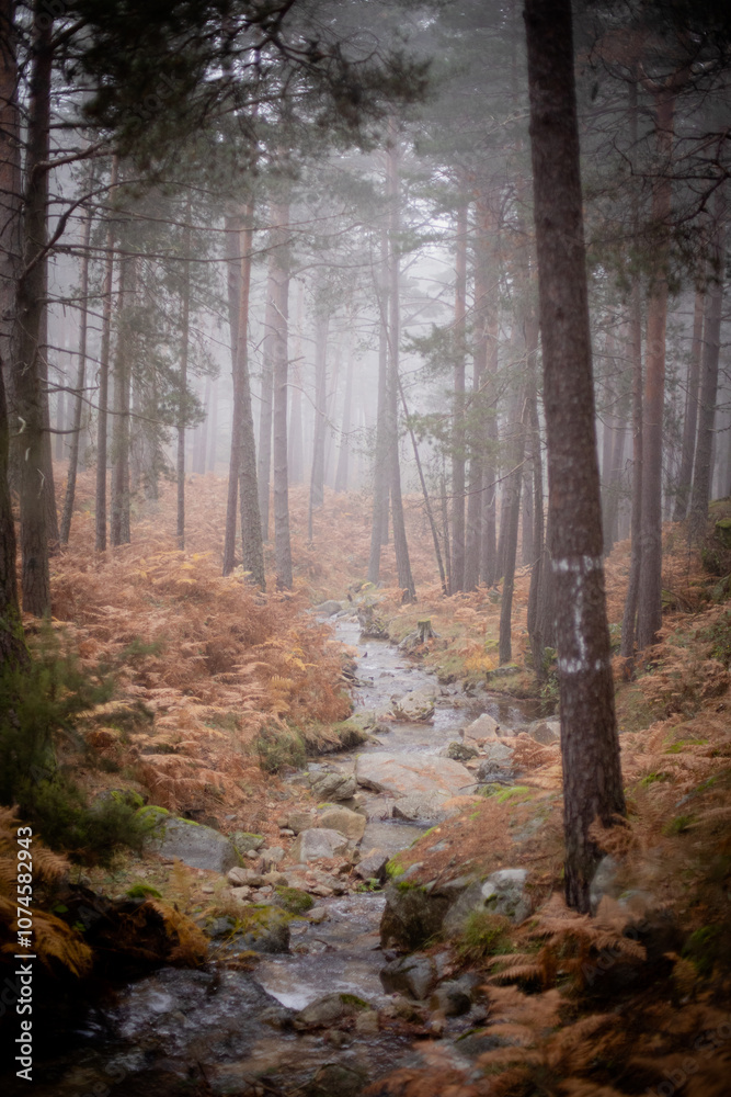 Obraz premium morning in the forest