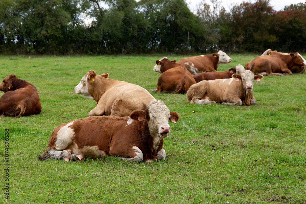 Cows grazing in the pasture