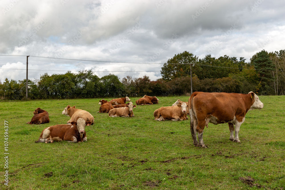 Cows grazing in the pasture