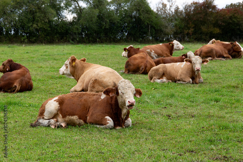 Obraz na płótnie Cows grazing in the pasture w salonie