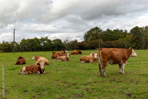 Cows grazing in the pasture