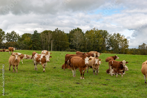 Obraz na płótnie Cows grazing in the pasture w salonie