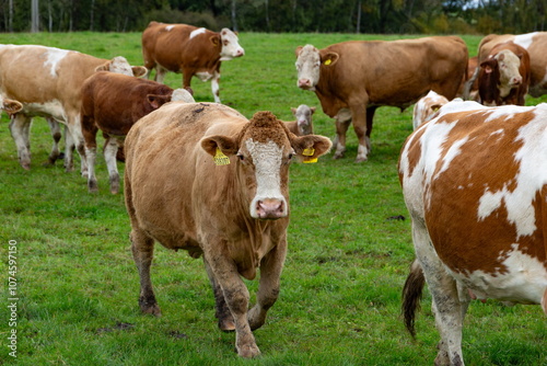 Obraz na płótnie Cows grazing in the pasture w salonie