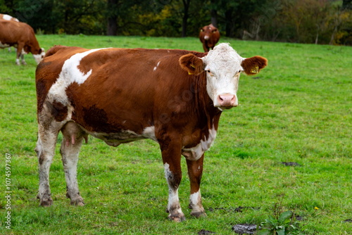 Obraz na płótnie Cows grazing in the pasture w salonie