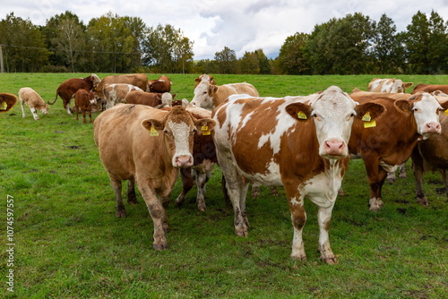 Obraz na płótnie Cows grazing in the pasture w salonie