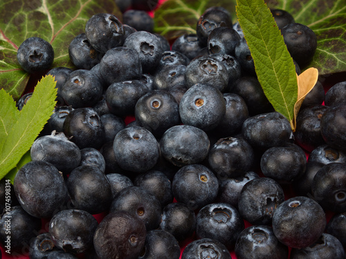 Blueberries with leaves on a red background plain