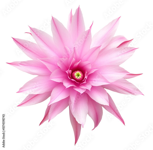 A delicate pink flower with multiple petals and a small, green center.