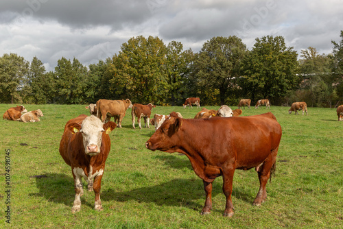 Cows grazing in the pasture