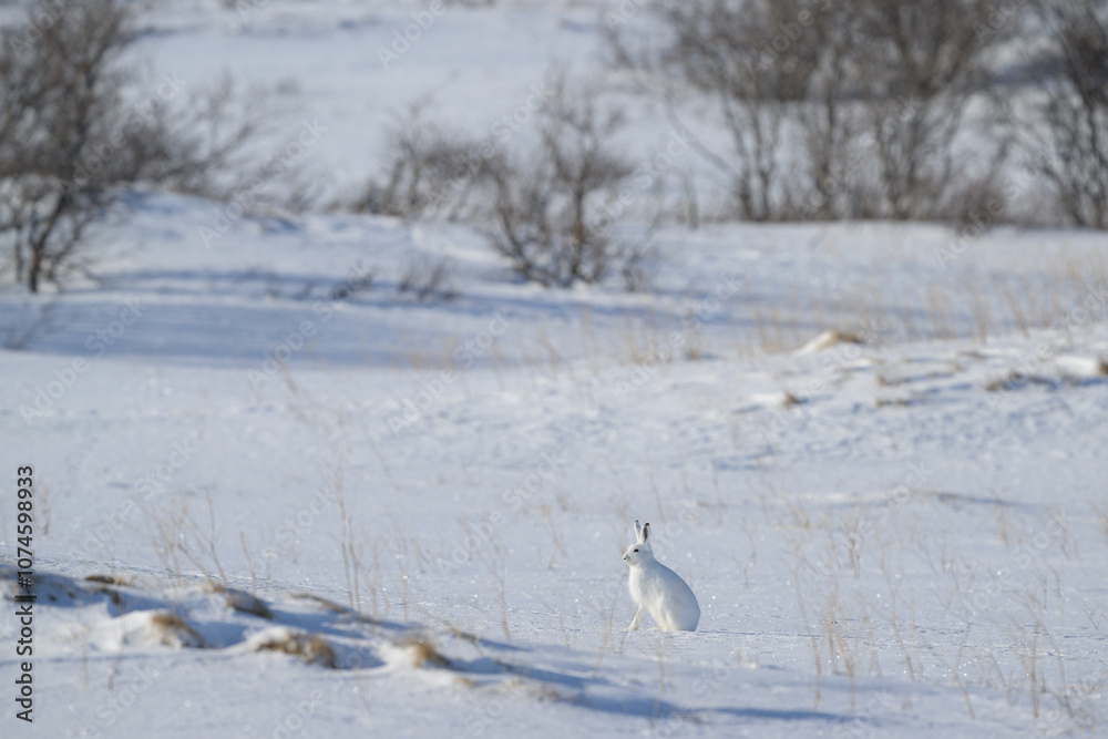 Mountain hare (Lepus timidus) in snowy landscape