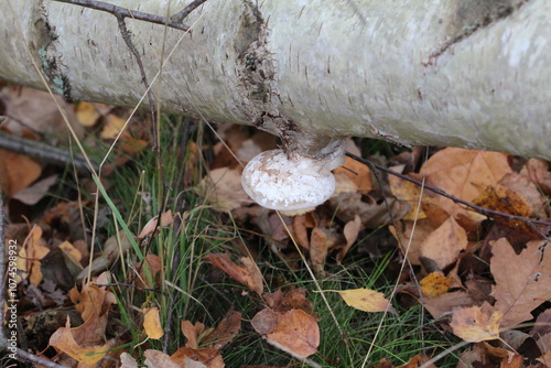 Waldspaziergang Pilze