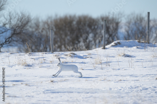 Mountain hare (Lepus timidus) in snowy landscape photo