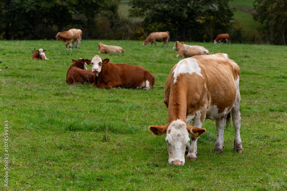 Cows grazing in the pasture