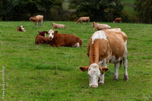 Obraz na płótnie Cows grazing in the pasture w salonie