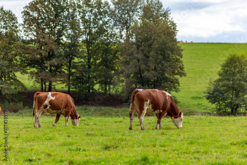 Obraz na płótnie Cows grazing in the pasture w salonie