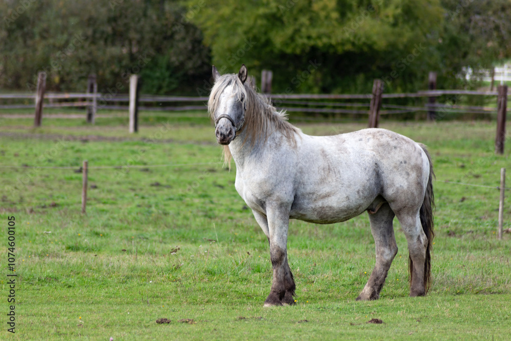 Horses grazing in the pasture.