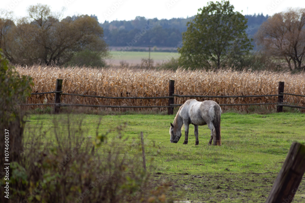 Horses grazing in the pasture.