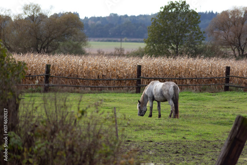 Obraz na płótnie Horses grazing in the pasture. w salonie