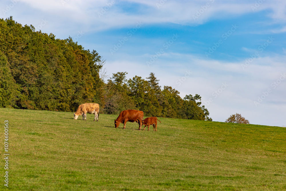 Cows are grazing in a pasture near a farm.