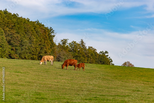 Obraz na płótnie Cows are grazing in a pasture near a farm. w salonie