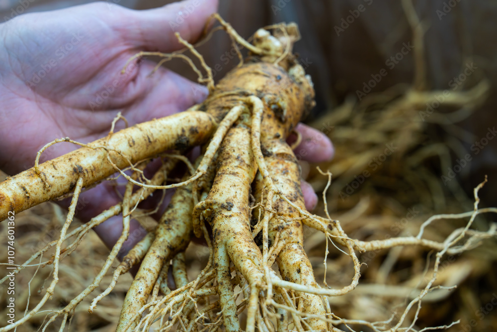 raw ginsengs on the hand in the market raw ginsengs on the hand in the market