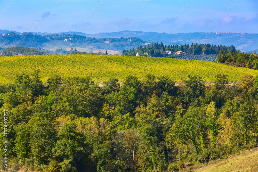 Obraz premium Italy, Tuscany landscape with vineyards rows