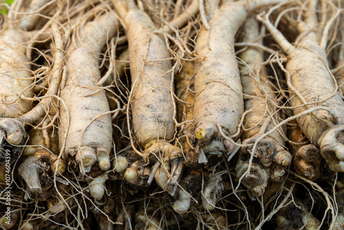 raw ginsengs on sale in the market