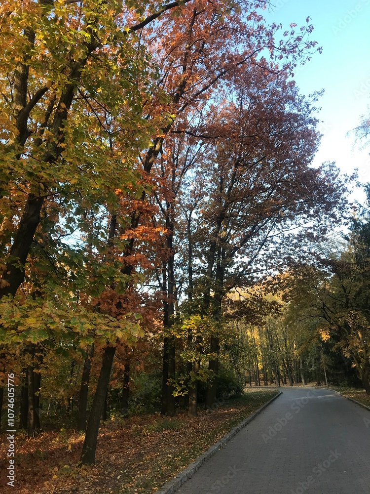 Fototapeta premium autumn in the park