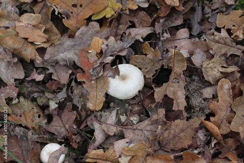 weiße Pilze im Laubwald