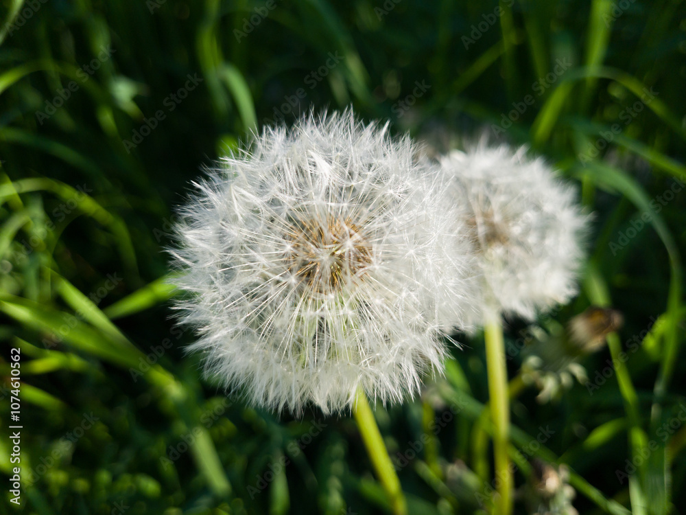 Dandelion seed background. Selective focus with shallow depth of field. Dandelion seed background. Selective focus with shallow depth of field.