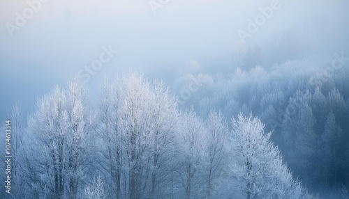 Frozen trees emerging from winter fog in the early morning light