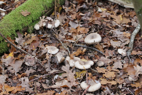 weiß graue Pilze nicht essbar