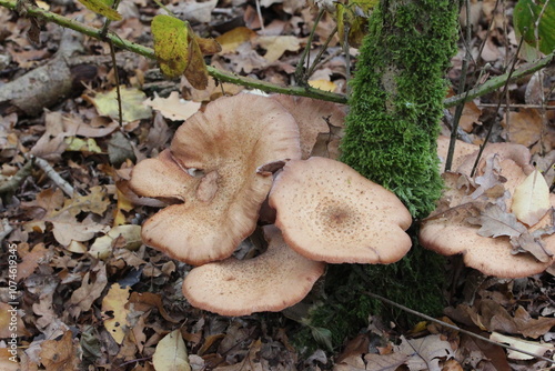 leckere Pilze nein nicht essbar