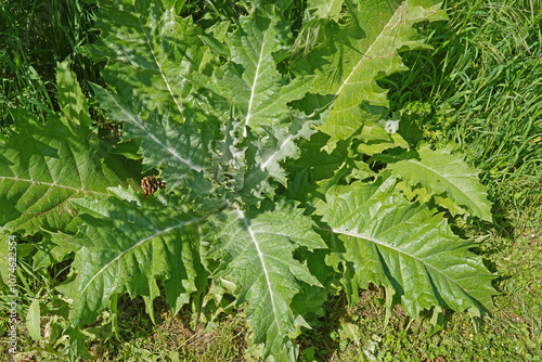 Blätter einer Distel