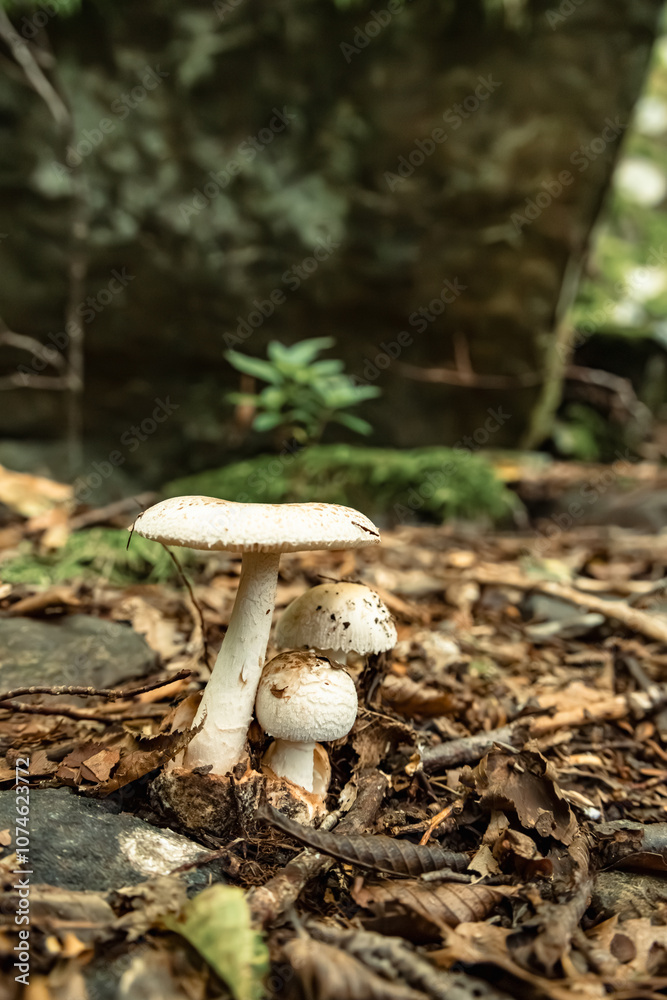 Fototapeta premium Mushrooms in the nature