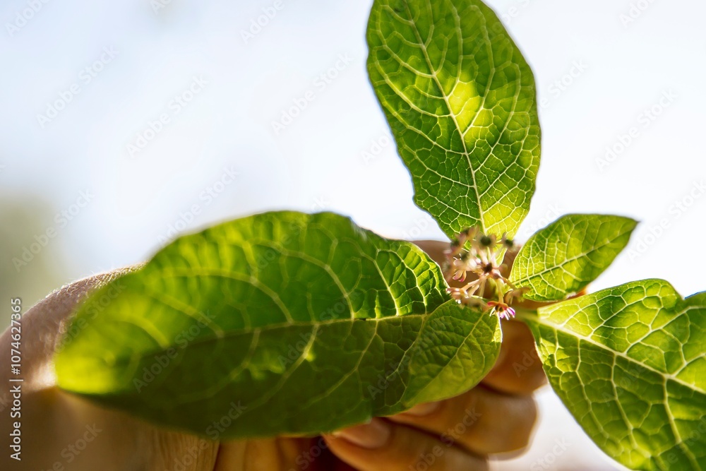Green Leaf Backlit by Sunlight — Detailed Image with Visible Veins and Texture Green Leaf Backlit by Sunlight — Detailed Image with Visible Veins and Texture