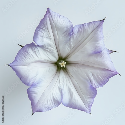 Balloon Flower isolated on a with a white background photo