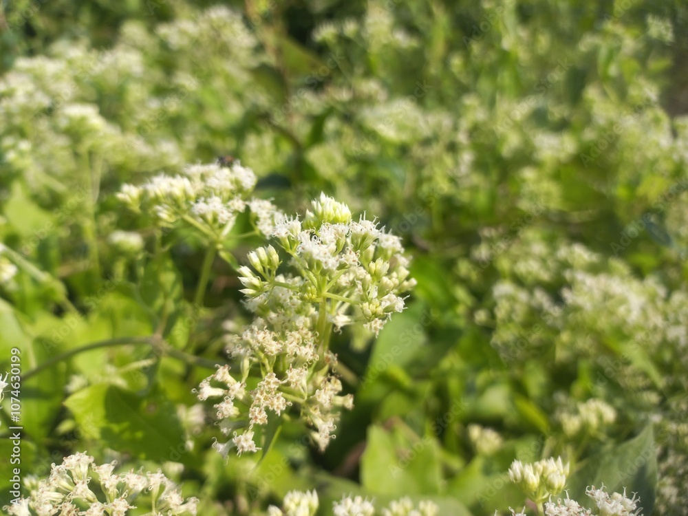 Mikania micrantha is a white flower in bell,
Mikania micrantha is a white flower in bell sky blue bacgraund blooming plant Mikania micrantha is a white flower in bell,
Mikania micrantha is a white flower in bell sky blue bacgraund blooming plant