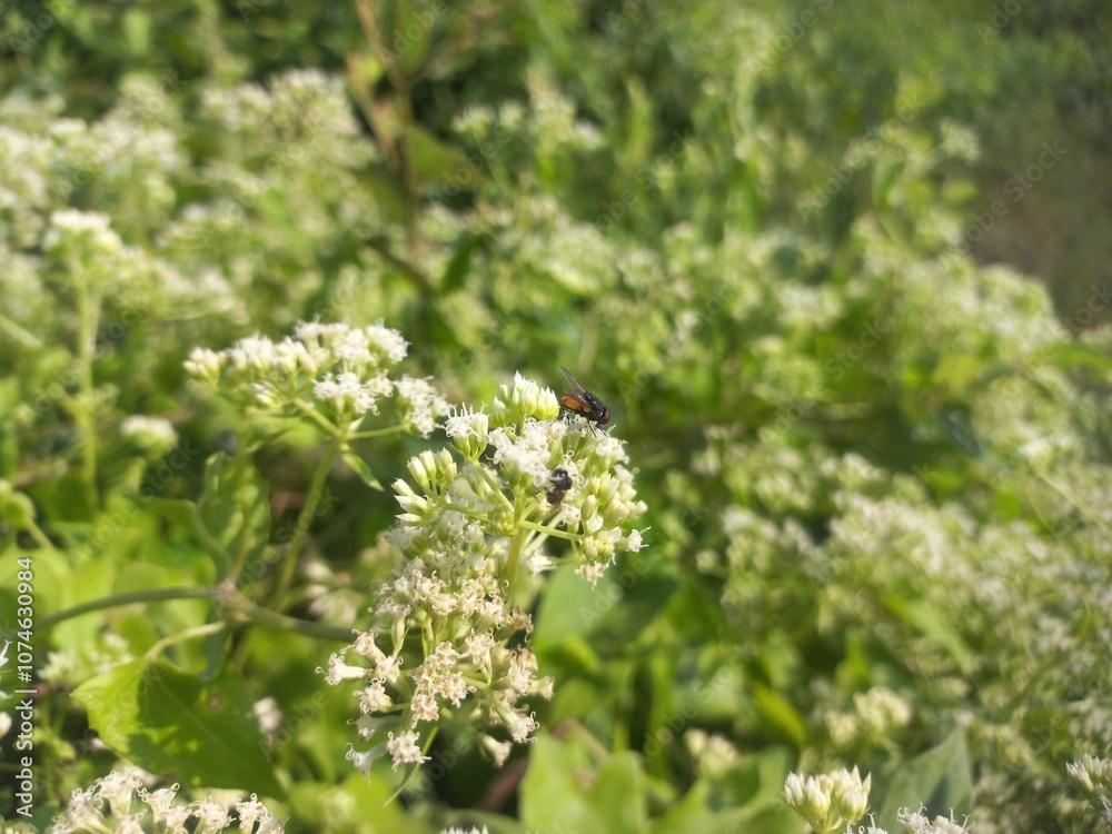Mikania micrantha is a white flower in bell,
Mikania micrantha is a white flower in bell sky blue bacgraund blooming plant Mikania micrantha is a white flower in bell,
Mikania micrantha is a white flower in bell sky blue bacgraund blooming plant