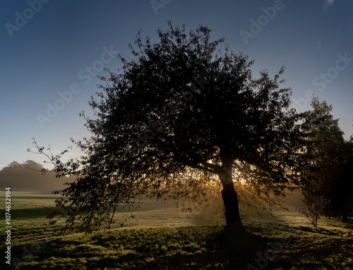 Sun through a tree on a misty morning